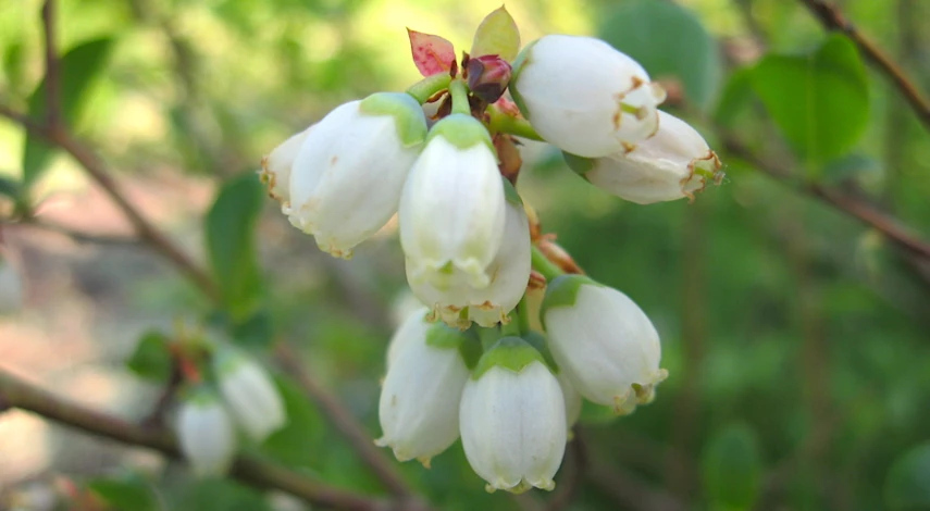 Размножение домашней голубики