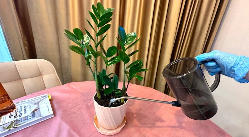 Замиокулькас полив как часто