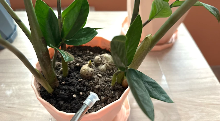 Замиокулькас вода полив