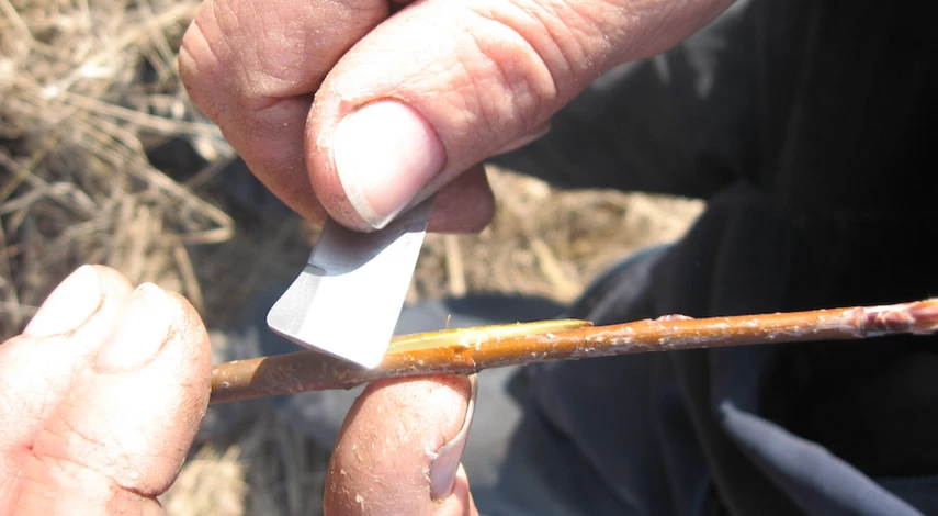 Прививка абрикоса для начинающих