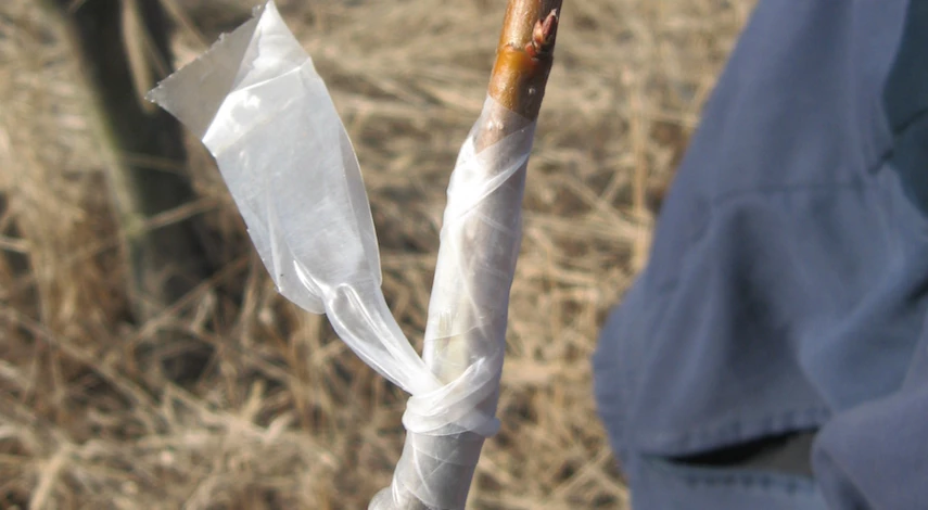 Как привить молодой абрикос