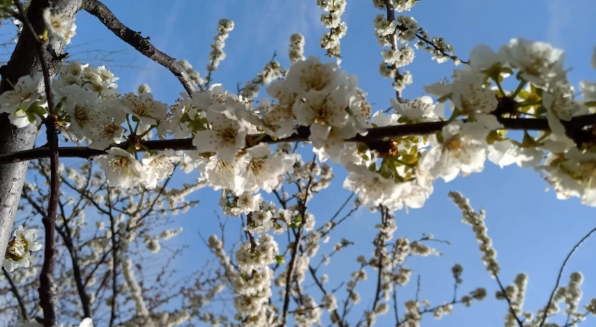 Правильно привить абрикос