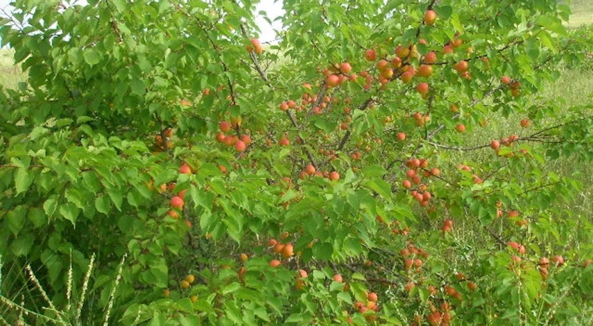 прививают абрикосовое