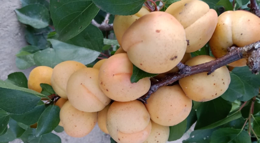 Можно ли прививать абрикос