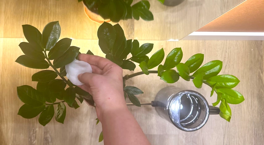 Мучнистый червец растения