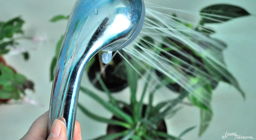 Мучнистый червец борьба