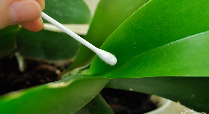 Мучнистый червец как избавиться