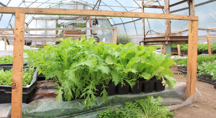 Салатная горчица фото