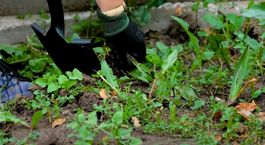 Польза сидератов