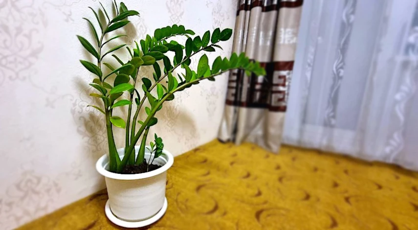 замиокулькас какой горшок