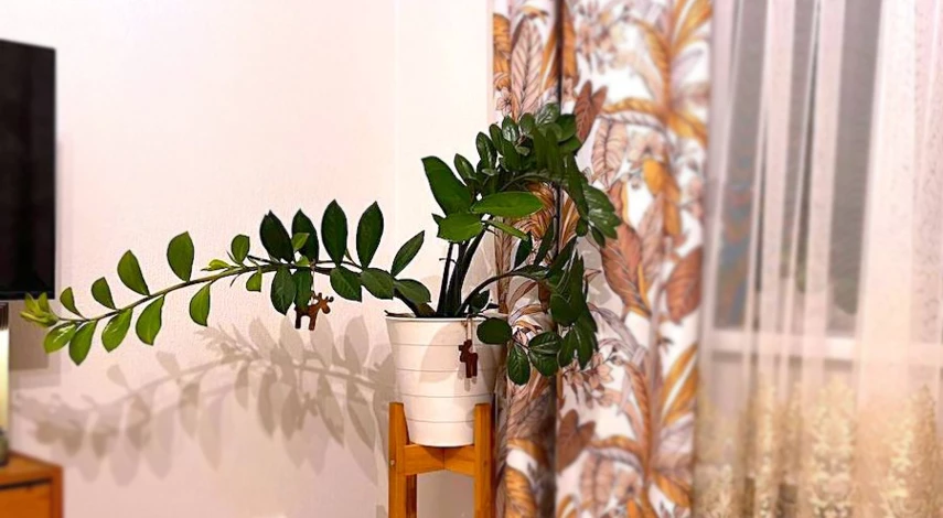 Какой горшок нужен для замиокулькаса