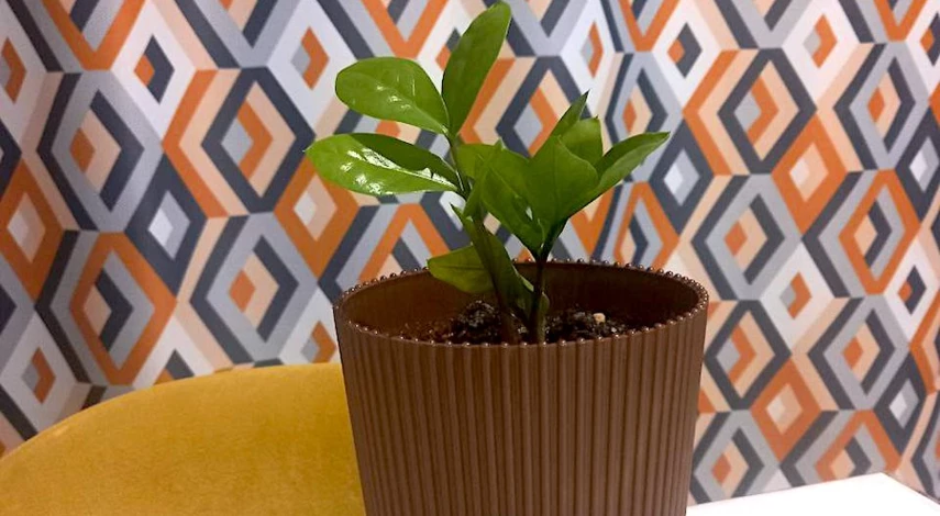 замиокулькас правильный горшок