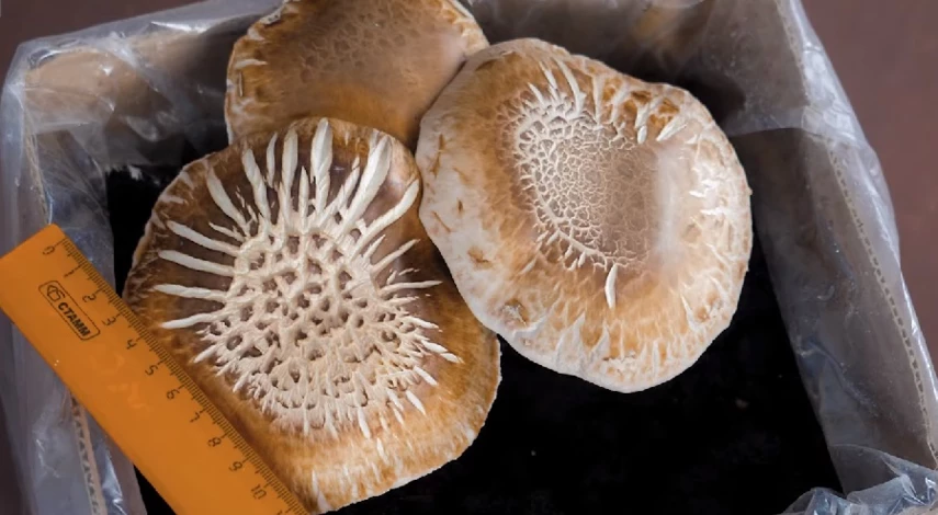 выращивать шампиньоны в домашних условиях