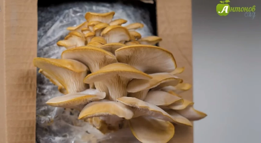 вешенки в домашних условиях