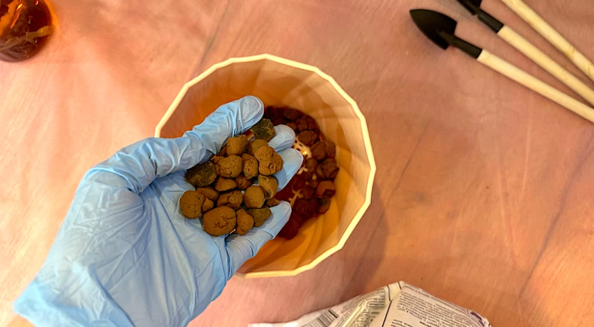 замиокулькас цветок горшок