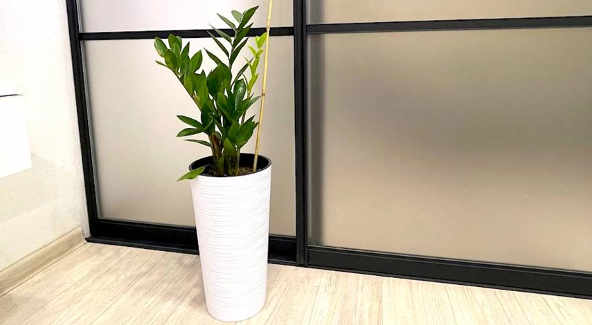 замиокулькас горшок для пересадки