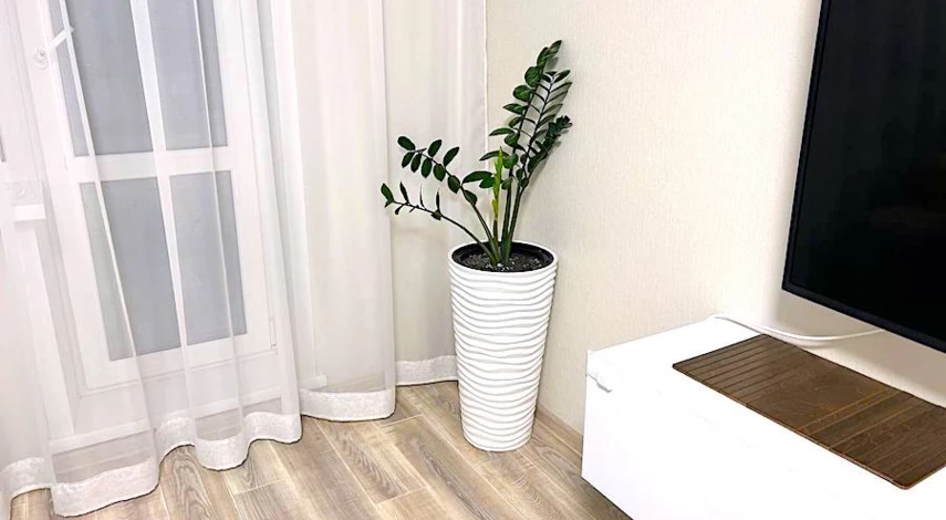 Размер горшка для замиокулькаса