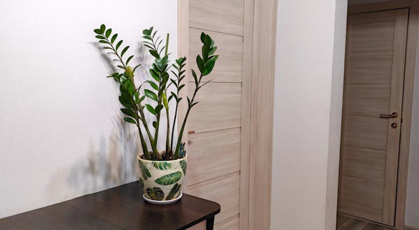 замиокулькас в большом горшке