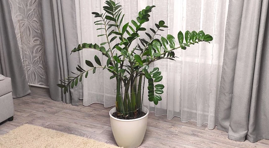 замиокулькас уход горшок