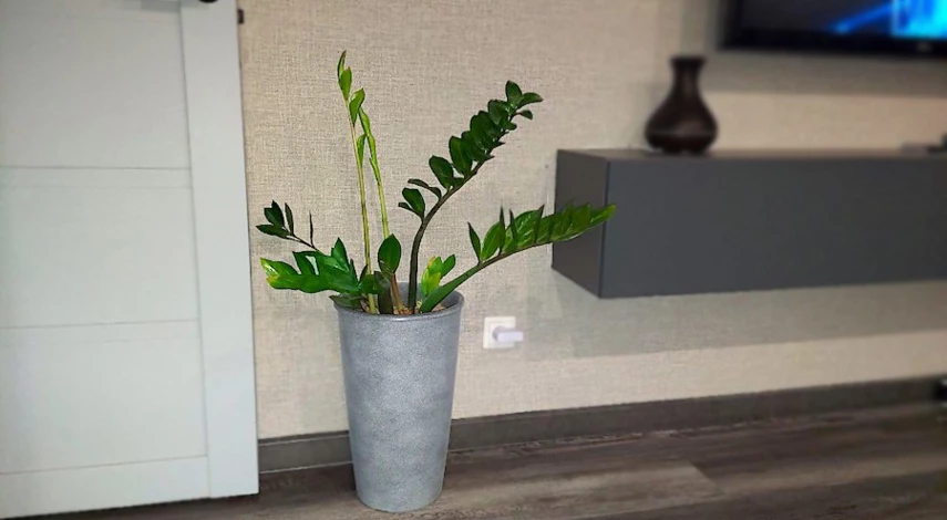 горшок для замиокулькаса