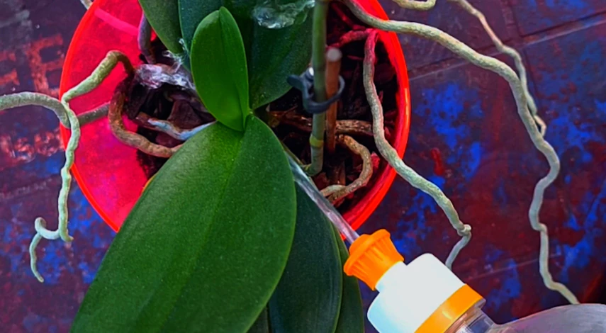 щитовка на орхидеи как избавиться