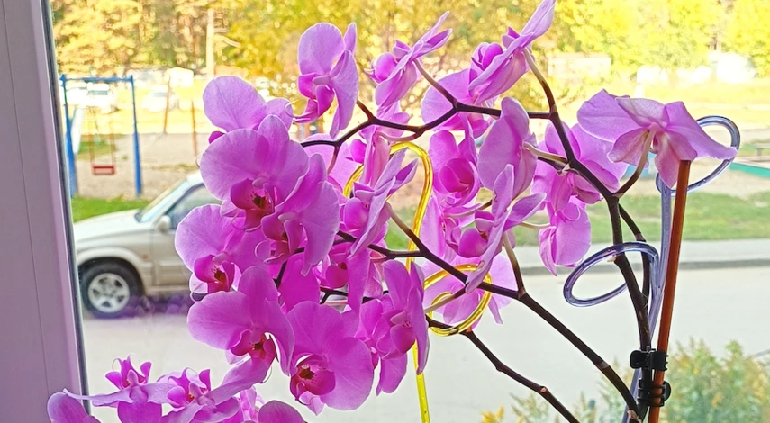 щитовка на орхидеях борьба