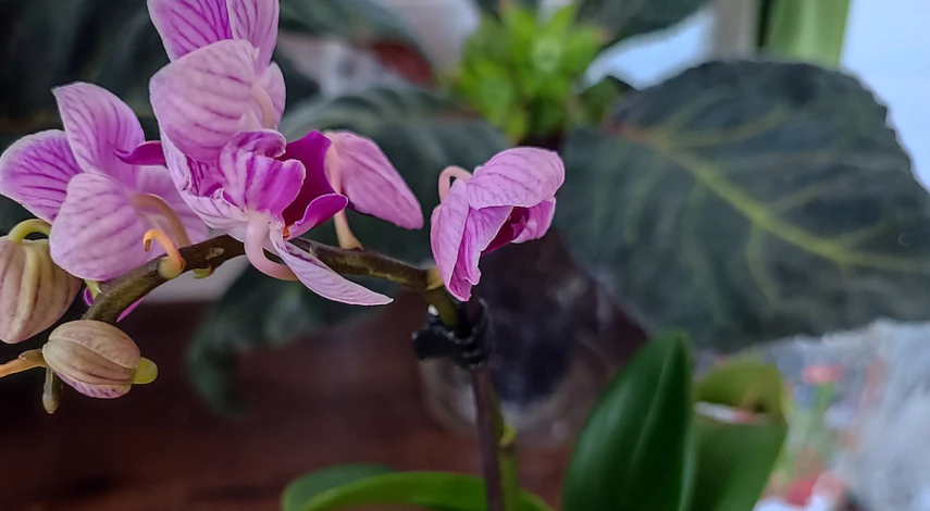 щитовка орхидей фаленопсис