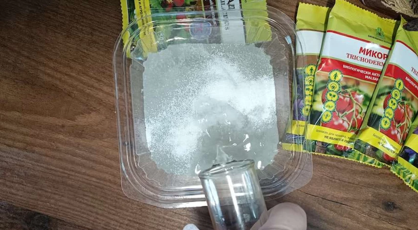 сроки посадки рассады клубники