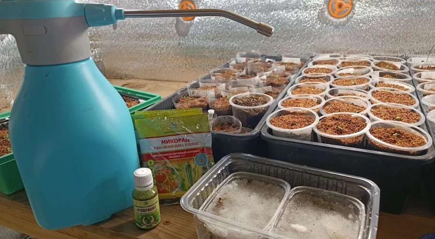 чем обеззаразить клубнику перед посадкой