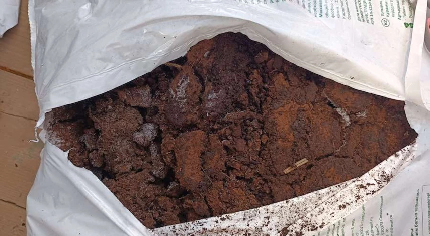 как правильно посадить клубнику