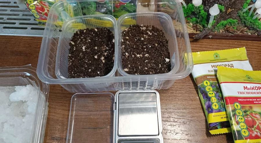 как посадить клубнику рассадой