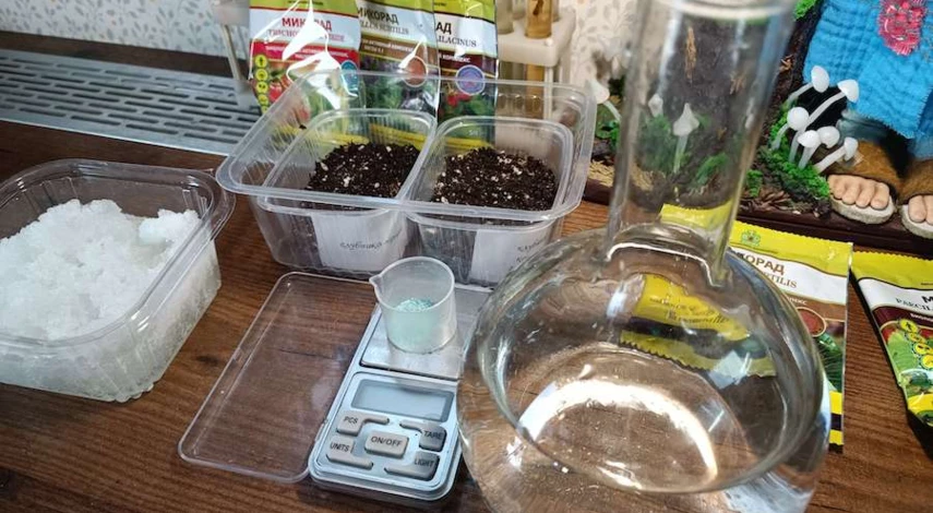 как посадить клубнику на рассаду