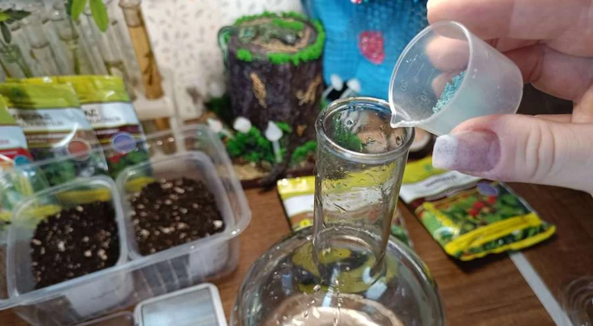 семена клубники перед посадкой