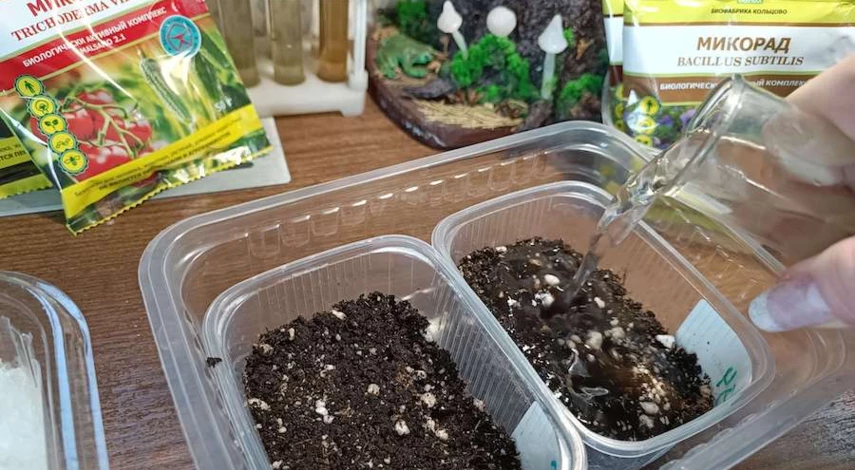 как посадить клубнику семенами в домашних условиях