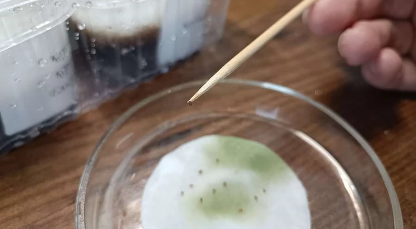 посадка семян клубники на рассаду в домашних