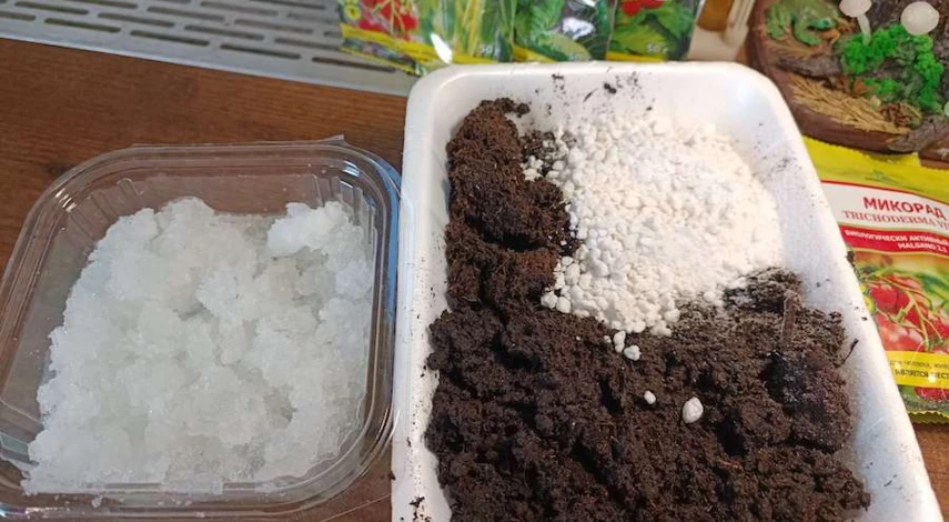 посадка клубники семенами в домашних условиях