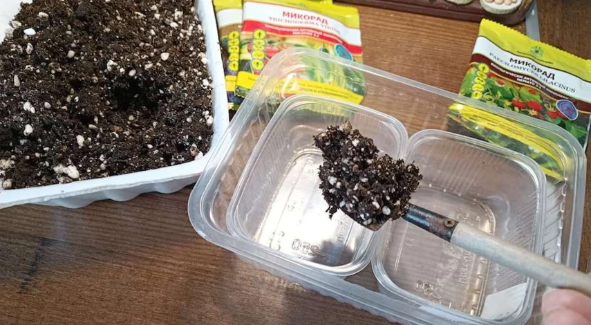 как посадить клубнику семенами на рассаду