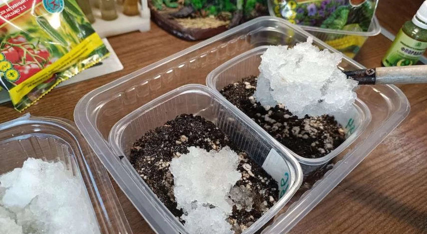 садить клубнику