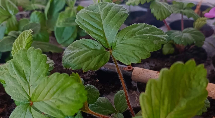 клубника посадка рассады весной