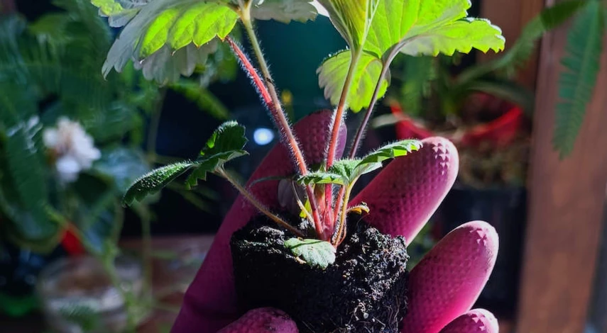 посадка рассады клубники в грунт