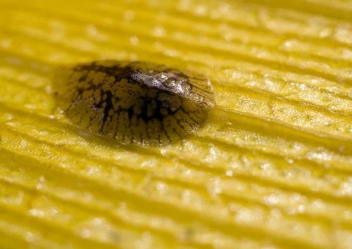 щитовка на орхидее как бороться