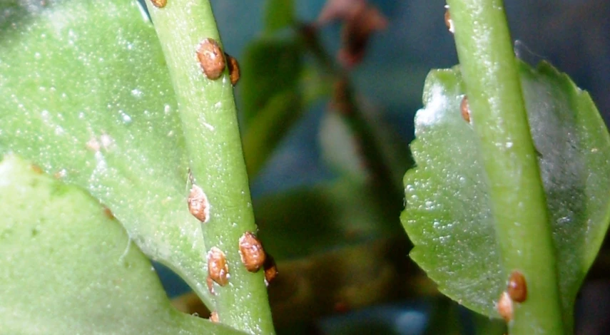 вредитель щитовка