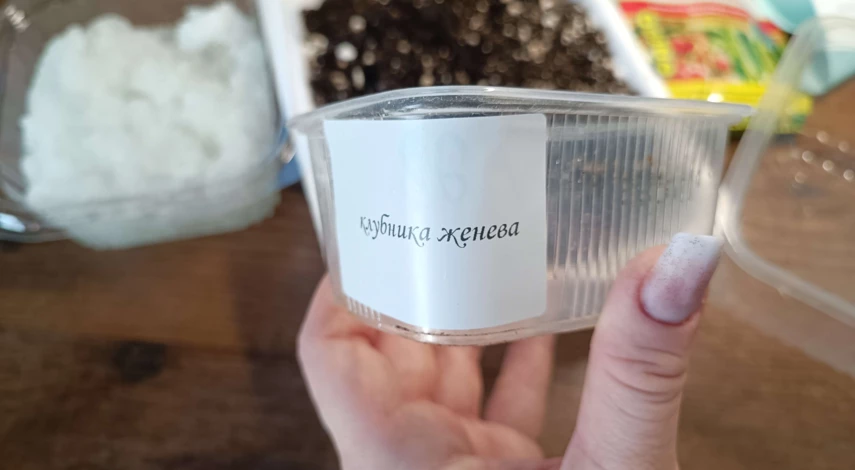 посадка клубники семенами на рассаду