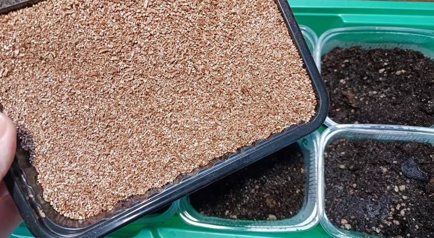 как посадить клубнику пошагово