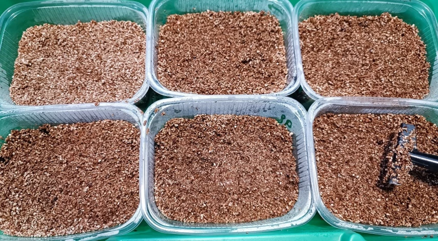 посадка клубники в домашних условиях