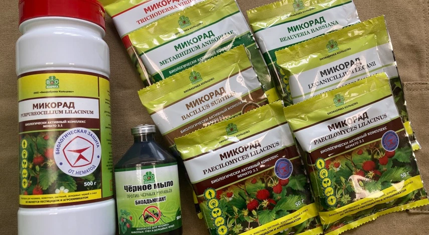 саженцы клубники посадка