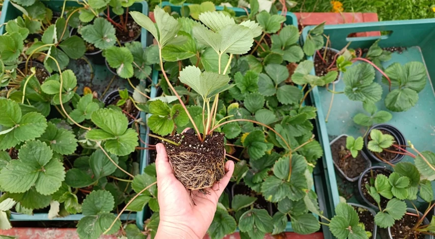 как посадить клубнику в открытый грунт