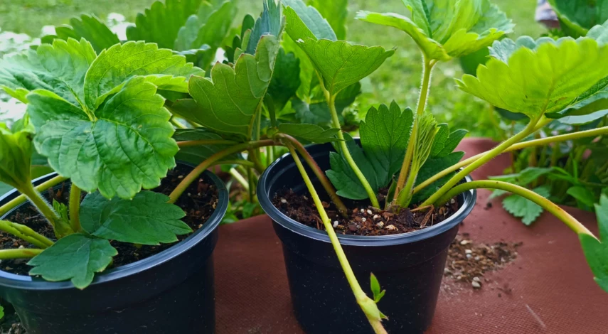 посадка клубники в открытый грунт