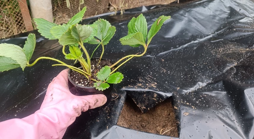 рассада клубники посадка весной в грунт