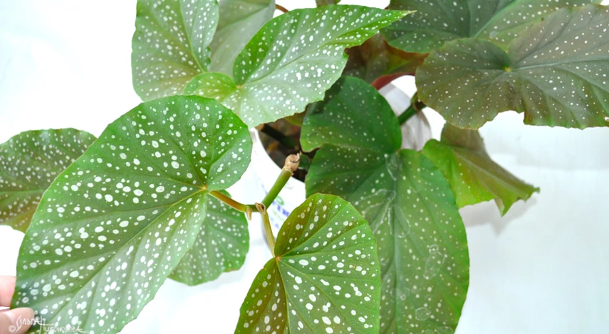 бегония комнатная размножение